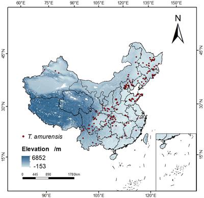 Potential habitat areas and priority protected areas of Tilia amurensis Rupr in China under the context of climate change